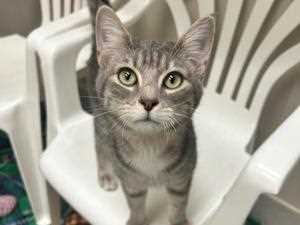 Cat Supplies Drive